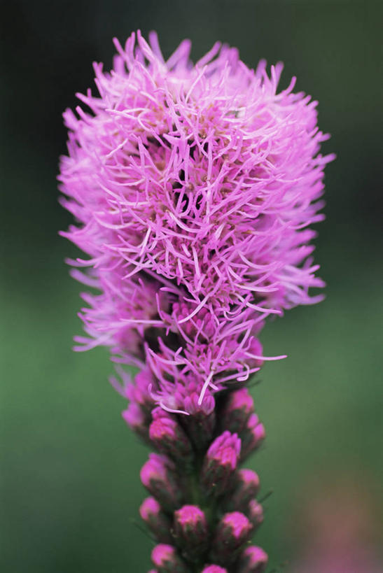 无人,竖图,室外,特写,白天,美景,植物,盛开,景观,花蕾,花,花瓣,花朵,鲜花,一朵,一个,紫色,自然,花苞,花蕊,景色,摄影,单个,清新,自然风光,鹿舌草