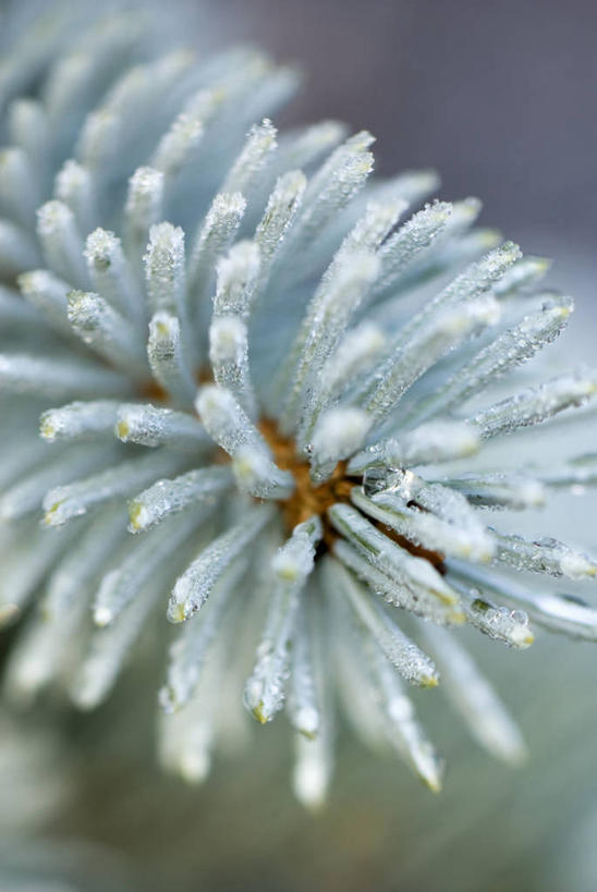 无人,竖图,室外,特写,白天,美景,植物,叶子,景观,冬天,霜,自然,景色,摄影,清新,自然风光,云杉,针叶树