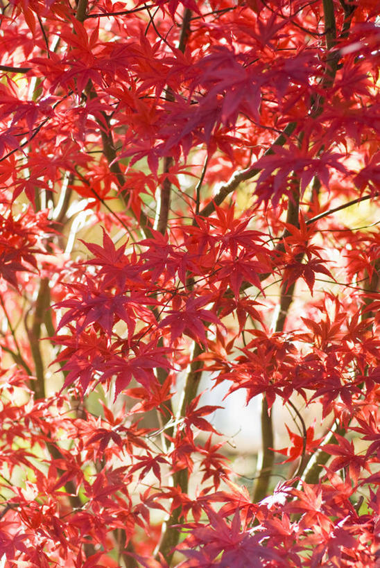 无人,竖图,室外,白天,美景,植物,枫树,叶子,景观,红色,自然,景色,摄影,清新,自然风光,落叶树,鸡爪枫