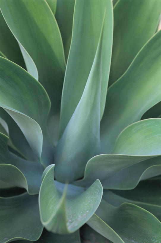 无人,竖图,室外,特写,白天,背景,美景,植物,龙舌兰,景观,绿色,自然,景色,摄影,生长,希望,锋利,尖锐,清新,自然风光,番麻,全画面,全框架,全帧,付出,肉质植物,全画幅,龙舌掌