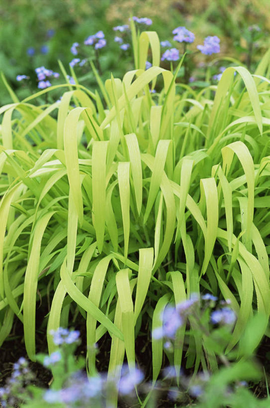 无人,竖图,室外,特写,白天,美景,植物,叶子,景观,花,自然,景色,摄影,多样,清新,自然风光,稷