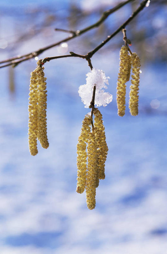 无人,竖图,室外,特写,白天,美景,雪,植物,景观,坚果,果实,果树,霜,树,树木,绿色,自然,干果,景色,寒冷,摄影,生长,成长,自然风光,榛子,穗,山板栗,褪色柳