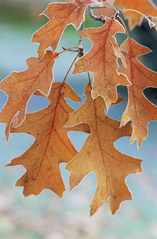 无人,竖图,室外,特写,白天,美景,植物,叶子,景观,褐色,自然,橙色,景色,摄影,褪色,自然风光,橡树,秋天