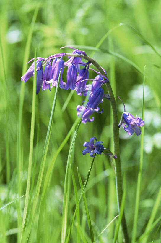 无人,竖图,室外,特写,白天,美景,植物,景观,花,紫色,自然,春天,景色,摄影,生长,清新,自然风光,野风信子