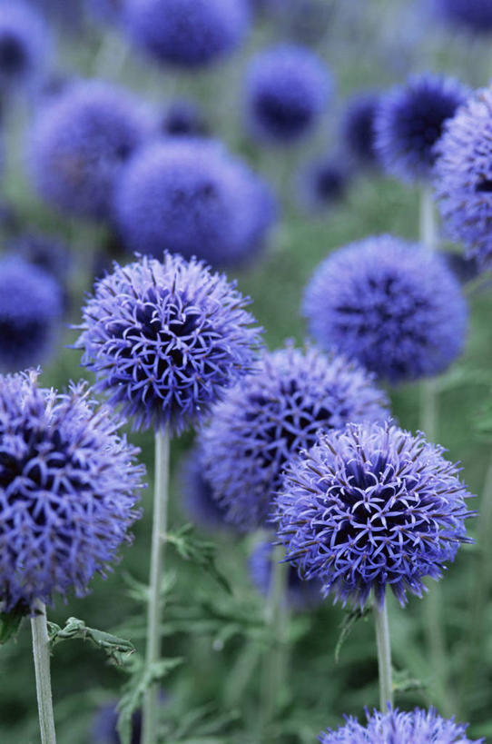 无人,竖图,室外,特写,白天,美景,植物,景观,花,紫色,自然,球体,蓟,景色,摄影,自然风光