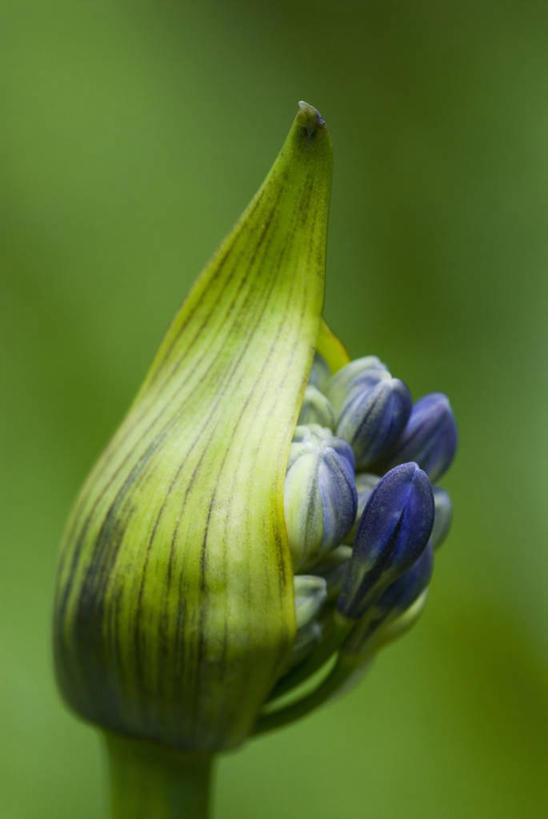无人,竖图,室外,特写,白天,美景,植物,开,景观,花蕾,花,蓝色,自然,景色,摄影,生长,非洲百合,清新,显现,自然风光,开端