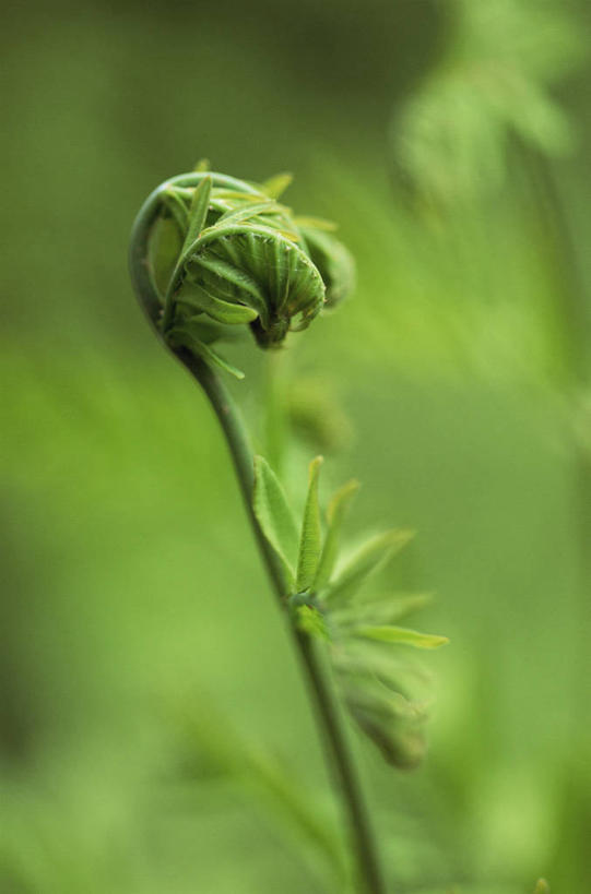 无人,竖图,室外,特写,白天,美景,植物,叶子,开,景观,绿色,自然,景色,摄影,生长,蕨类,清新,自然风光,发展,复叶,开端