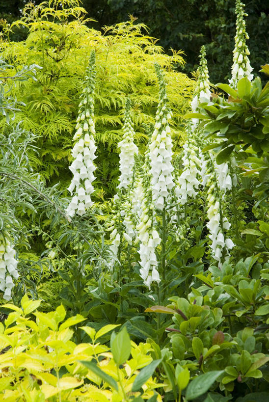 无人,竖图,室外,白天,美景,植物,花坛,景观,园艺,尖顶,花,白色,自然,景色,摄影,毛地黄,清新,自然风光