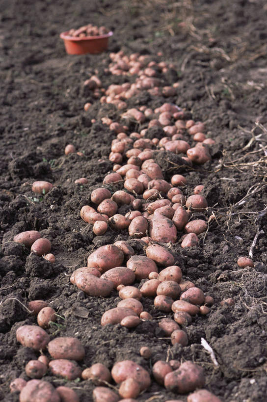 无人,竖图,室外,白天,美景,植物,蔬菜,景观,饮食,粉色,自然,景色,摄影,有机食品,清新,自然风光,健康食物,马铃薯