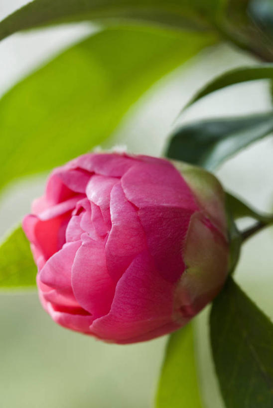 无人,竖图,室外,特写,白天,美景,植物,开,景观,花蕾,花,粉色,自然,春天,景色,摄影,清新,自然风光,发展,茶花