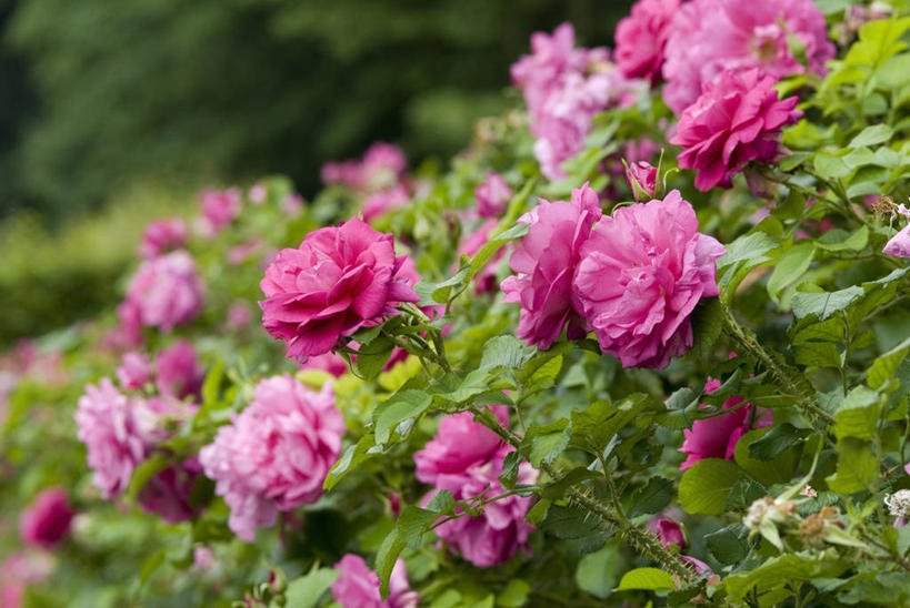 室外,白天,美景,植物,玫瑰,景观,花,粉色,自然,景色,摄影,清新,自然风光