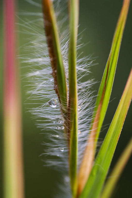 无人,竖图,室外,特写,白天,美景,植物,景观,花,自然,景色,摄影,清新,自然风光,观赏草
