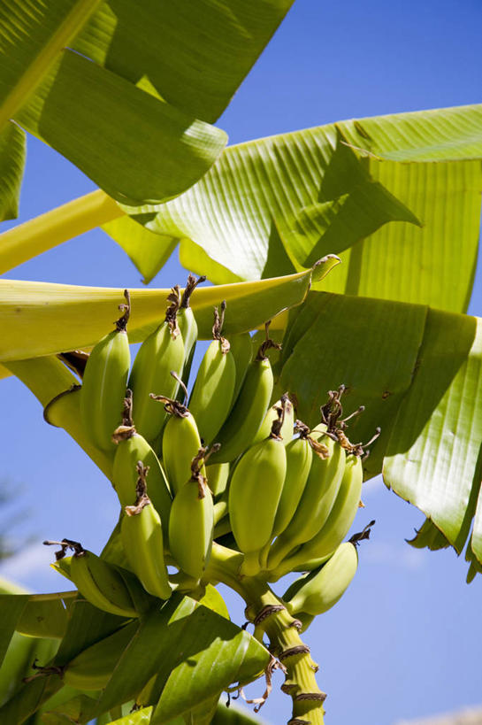 无人,竖图,室外,白天,美景,植物,香蕉,水果,景观,香蕉树,饮食,自然,景色,摄影,生长,热带气候,清新,自然风光