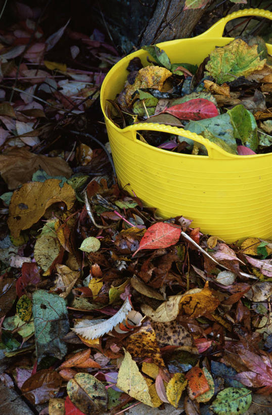 无人,竖图,室外,白天,植物,一排,整齐,塑胶,园艺,排列,自然,摄影,落下,修理,队列,关爱,秋天