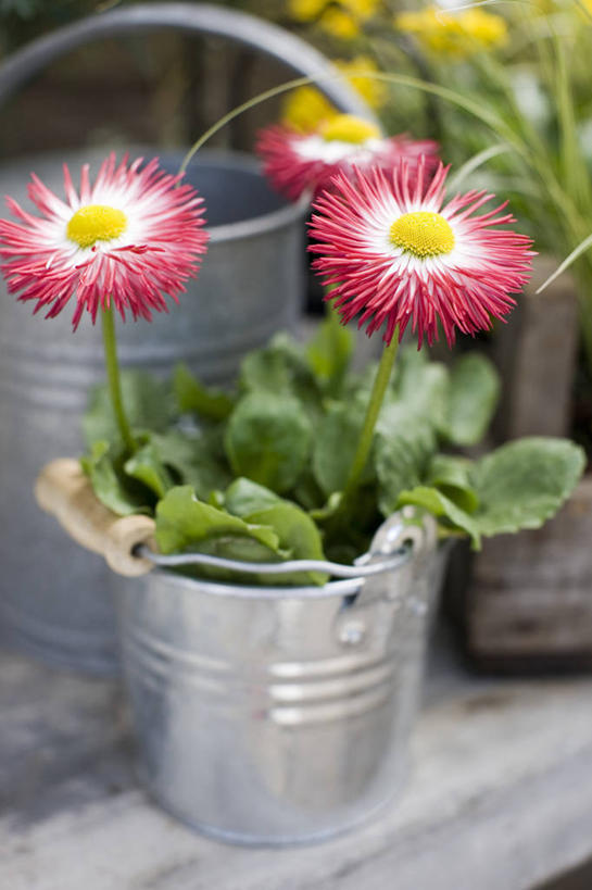 无人,竖图,室外,特写,白天,美景,植物,静物,花盆,景观,园艺,雏菊,花,粉色,自然,花束,油罐,景色,摄影,清新,自然风光