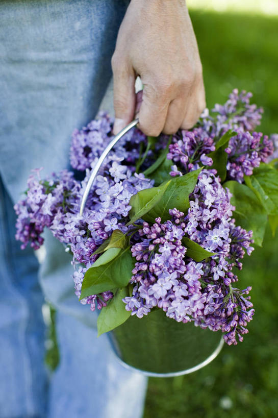 中年人,手,无人,竖图,室外,特写,白天,美景,植物,丁香花,静物,景观,园艺,花,紫色,自然,春天,景色,人体,摄影,清新,自然风光