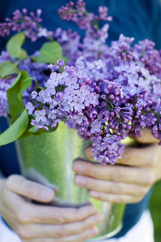 中年人,手,无人,竖图,室外,特写,白天,美景,植物,丁香花,静物,景观,园艺,花,紫色,自然,春天,景色,人体,摄影,清新,自然风光