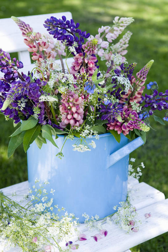 无人,竖图,室外,白天,美景,植物,静物,景观,花,自然,花束,景色,摄影,清新,自然风光,白羽扇豆