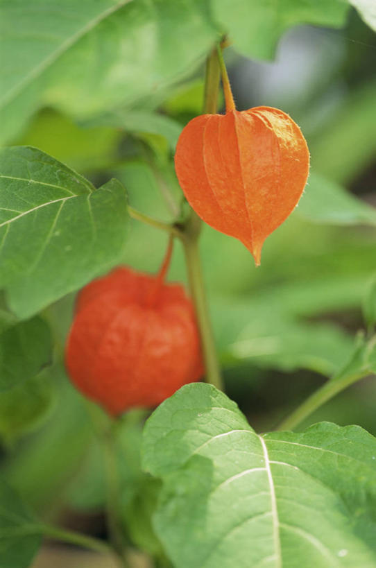 无人,竖图,室外,特写,白天,美景,植物,百合花,水果,照明,灯笼,纸灯笼,景观,饮食,自然,灯具,橙色,景色,摄影,照亮,照明设备,清新,自然风光,冬樱花,强瞿,宫灯百合,百合蒜,倒仙,番韭,山丹,灯笼百合,宫灯花,圣诞百合