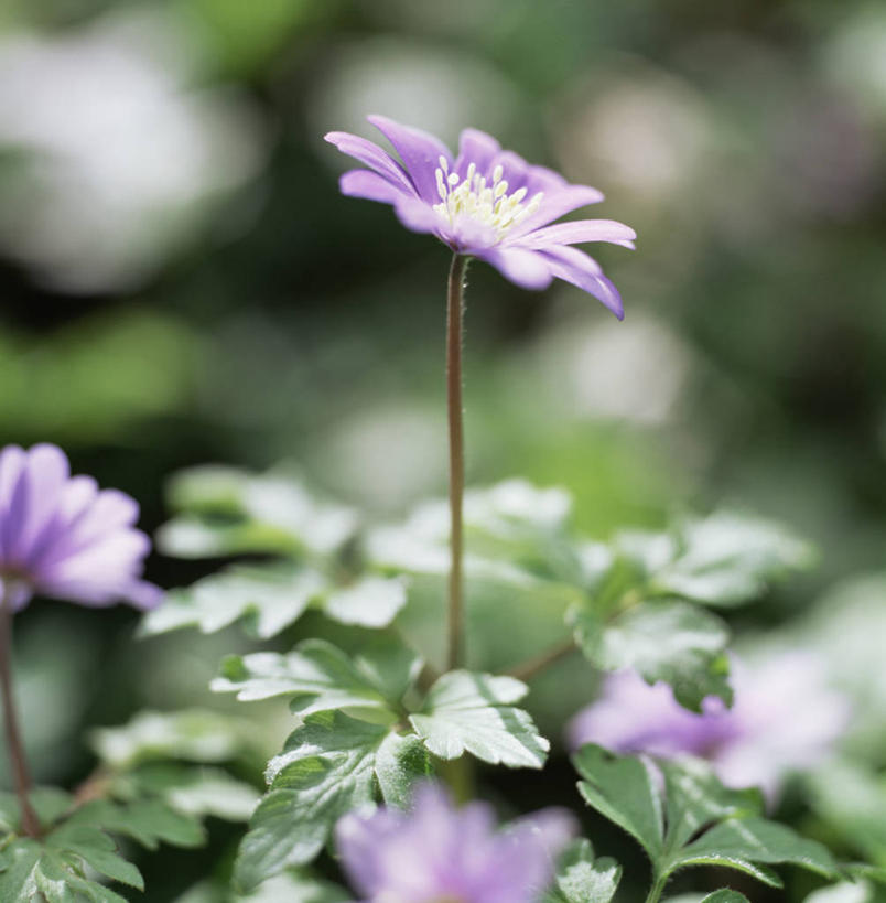 无人,竖图,室外,特写,白天,美景,植物,白头翁,景观,花,紫色,自然,景色,摄影,银莲花,脆弱,清新,自然风光
