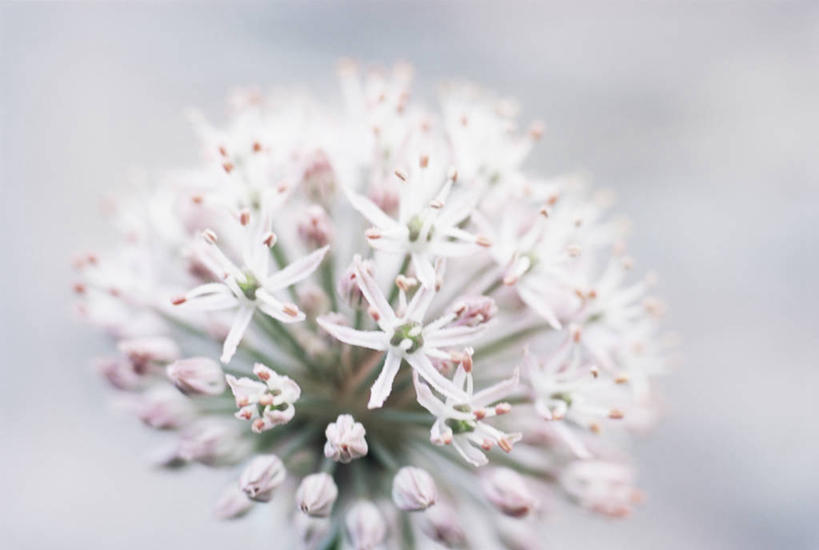 无人,横图,室外,特写,白天,美景,植物,景观,花,粉色,自然,球体,景色,摄影,清新,自然风光,洋葱花,白日梦