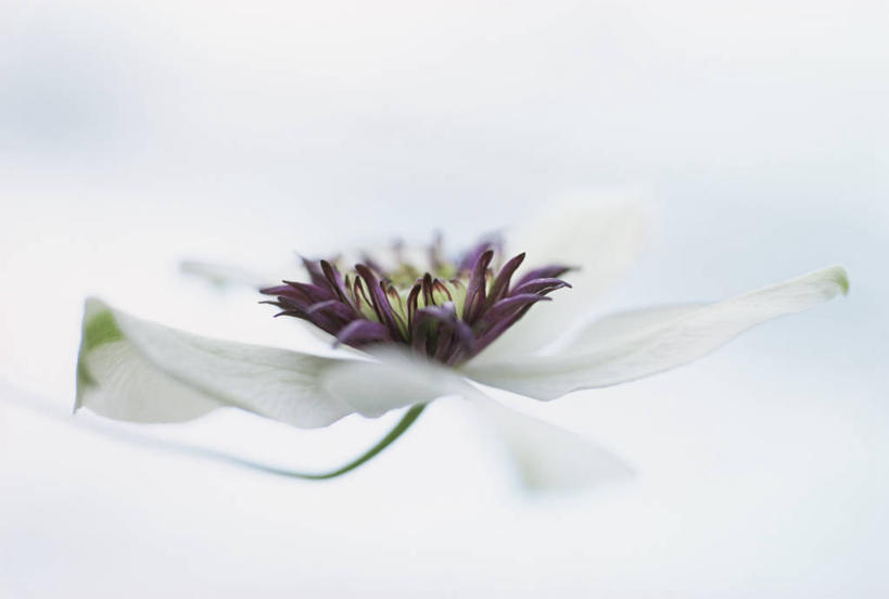 无人,横图,特写,白色背景,美景,植物,漂浮,盛开,景观,铁线莲,花蕾,花,花瓣,花朵,鲜花,一朵,白色,自然,花苞,花蕊,景色,摄影,清新,自然风光,影棚拍摄,白日梦