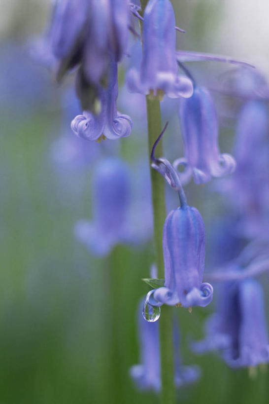 无人,竖图,室外,特写,白天,美景,植物,景观,花,花瓣,蓝色,自然,景色,摄影,清新,自然风光,野风信子,开端