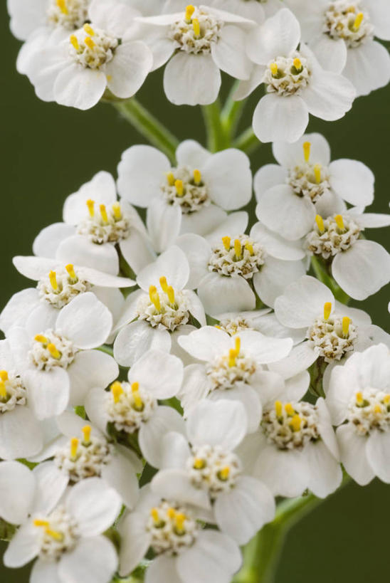 无人,竖图,室外,特写,白天,微距,美景,植物,药,景观,草药,花,花瓣,白色,自然,医疗用品,夏天,景色,摄影,环境,草本,清新,自然风光,柔焦,苍白,西洋蓍草,彩图,全画面,全框架,全帧,全画幅,多年生植物