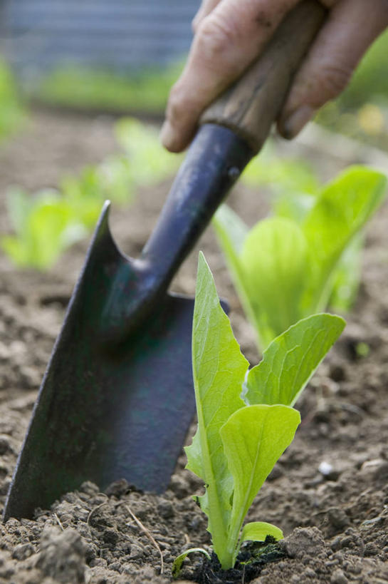 手,一个人,菜园,竖图,室外,特写,白天,留白,仰视,美景,植物,蔬菜,叶子,一排,新鲜,整齐,金属,庭院,景观,陆地,泥土,田地,园艺,生菜,莴苣,沙拉,食品,绿叶,饮品,设备,饮食,物品,食物,饮料,排列,绿色,自然,职业,嫩叶,景色,人体,摄影,有机食品,绿色食品,生长,部分,环境,队列,可口,清新,自然风光,秧苗,泥铲,春菜,鹅仔菜,莴仔菜,千金菜,叶用莴苣,适口,叶,叶片,彩图,低角度拍摄,全画面,全框架,全帧,罗马生菜,全画幅