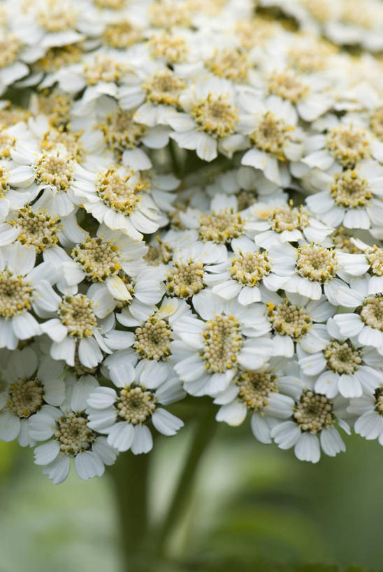 无人,竖图,室外,特写,白天,留白,美景,植物,景观,花,花瓣,白色,自然,奶油,夏天,景色,摄影,环境,清新,自然风光,柔焦,苍白,西洋蓍草,彩图,全画面,全框架,全帧,全画幅,月,多年生植物