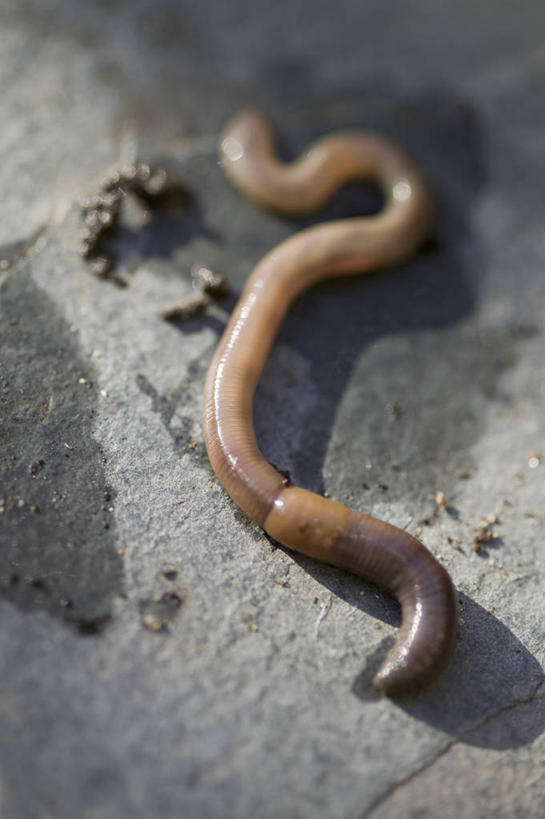 无人,竖图,室外,特写,白天,留白,美景,植物,野生动物,湿,景观,园艺,无脊椎动物,自然,动物,景色,摄影,环境,自然风光,蚯蚓,蠕虫,岩石,彩图,环节动物,共生关系