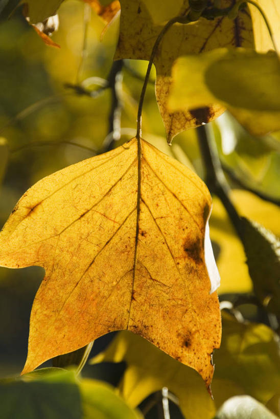 无人,竖图,室外,特写,白天,美景,太阳,植物,叶子,日光,景观,树,一个,黄色,自然,橙色,景色,季节,转,摄影,生长,单个,环境,自然风光,柔焦,改变,逆光,落叶树,郁金香树,叶脉,秋天,彩图,全画面,全框架,全帧,全画幅,月