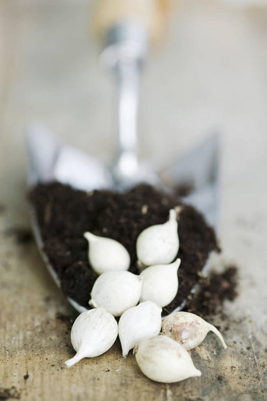 无人,竖图,室外,特写,白天,留白,美景,家具,桌子,蔬菜,静物,种植,新鲜,金属,木制,景观,泥土,园艺,食品,设备,物品,食物,白色,自然,景色,摄影,有机食品,绿色食品,生长,环境,自然风光,柔焦,泥铲,秋天,彩图,全画面,全框架,全帧,洋葱花,全画幅