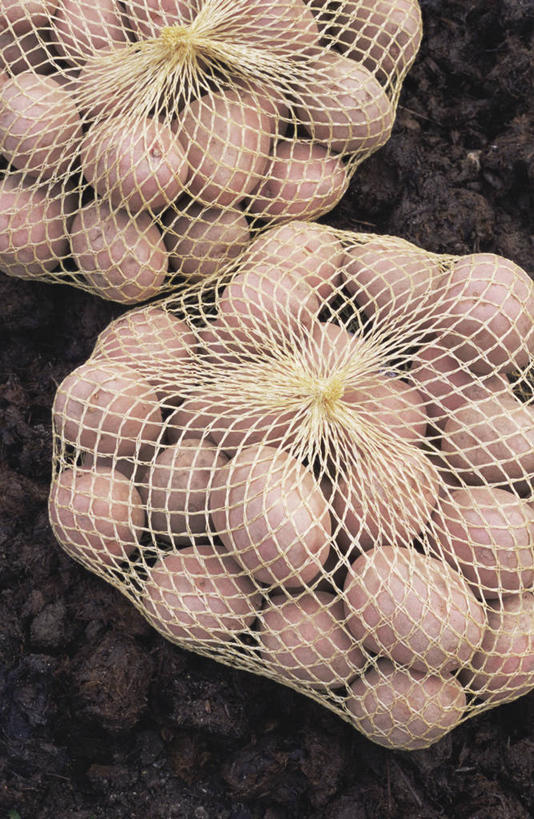 无人,竖图,室外,特写,白天,留白,农业,美景,蔬菜,静物,包,包装,网,景观,陆地,泥土,园艺,冬天,生食,食品,种子,铁丝网,饮食,自然,景色,摄影,生长,环境,金属丝,自然风光,马铃薯,彩图,全画面,全框架,全帧,全画幅