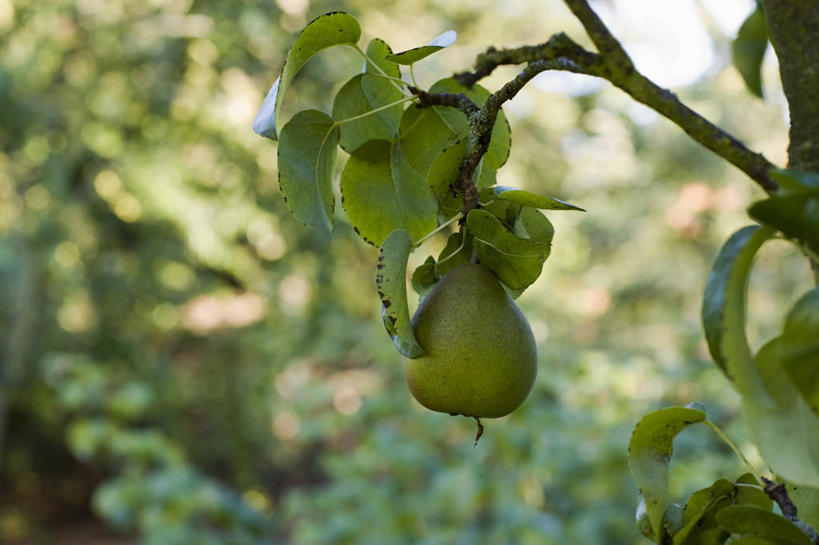 无人,横图,室外,特写,白天,美景,梨,水果,景观,生食,食品,枝,饮品,饮食,树,食物,饮料,一个,绿色,自然,景色,摄影,生长,单个,环境,可口,清新,自然风光,肖像,落叶树,适口,梨树,秋天,彩图,全画面,全框架,全帧,全画幅