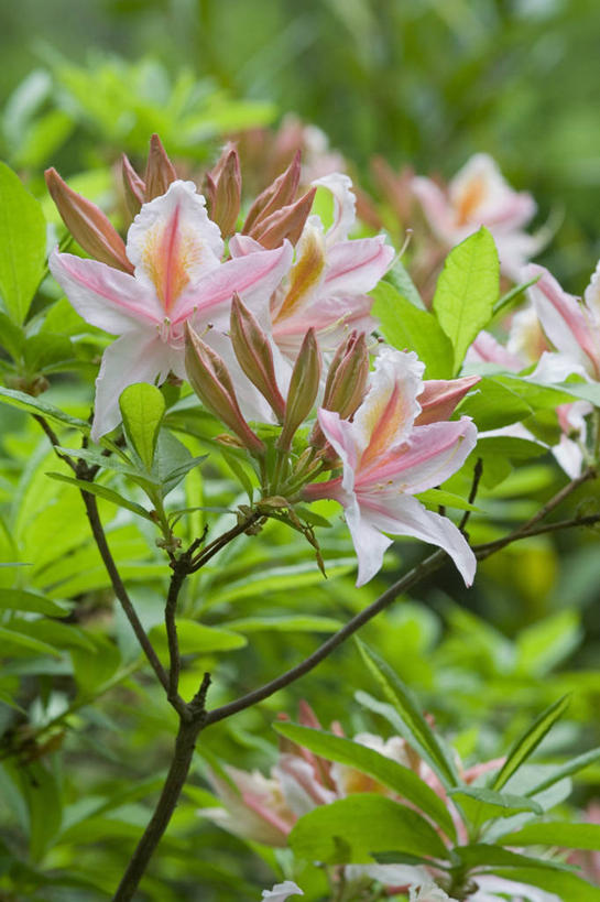 无人,竖图,室外,特写,白天,留白,美景,植物,杜鹃花,景观,杜鹃,枝,标记,花,花瓣,粉色,自然,景色,摄影,灌木,喜悦,环境,克制,自然风光,红杜鹃,满山红,清明花,清时,山踯躅,红踯躅,忍冬,节制,欣喜,式样,山石榴,映山红,彩图,全画面,全框架,全帧,全画幅