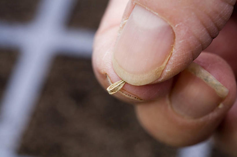 手,一个人,横图,室外,特写,白天,留白,农业,种植,园艺,种子,鱼尾菊,职业,手指,播种,人体,摄影,生长,部分,关爱,开端,彩图,全画面,全框架,全帧,全画幅