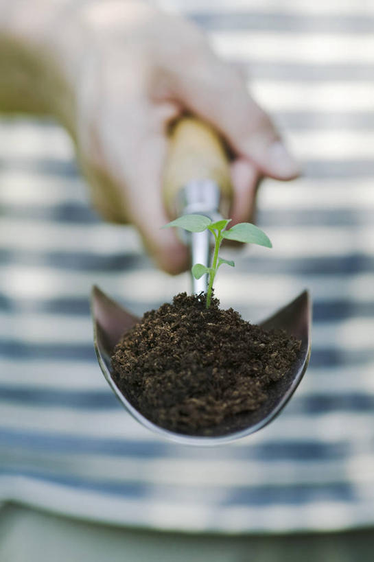 手,一个人,竖图,室外,特写,白天,留白,正面,美景,种植,条纹,朦胧,模糊,金属,景观,泥土,园艺,设备,现代,物品,一个,自然,职业,景色,治疗,人体,摄影,生长,生活方式,金鱼草,单个,部分,环境,手术,医疗,开刀,清新,自然风光,秧苗,泥铲,式样,开端,彩图,全画面,全框架,全帧,外科手术,全画幅