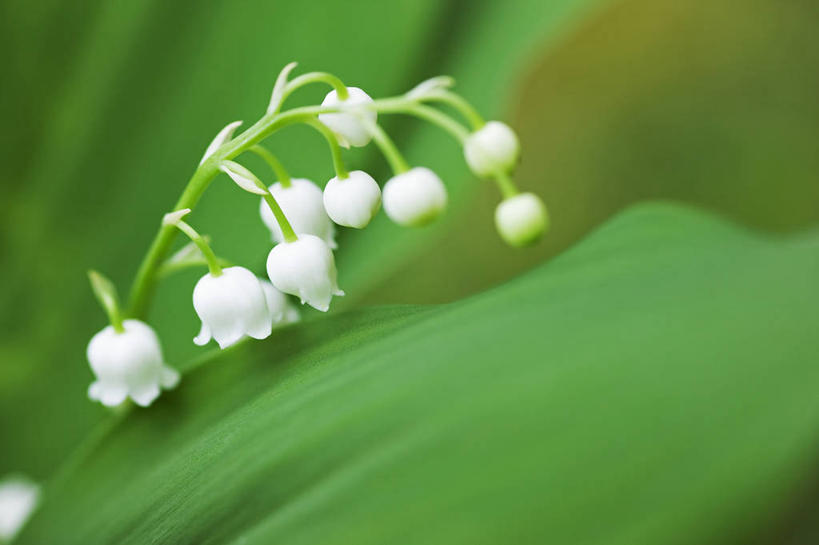 无人,横图,室外,特写,白天,留白,微距,美景,植物,百合花,景观,花,花瓣,绿色,白色,自然,春天,景色,摄影,铃兰,环境,清新,自然风光,柔焦,彩图,全画面,全框架,全帧,全画幅