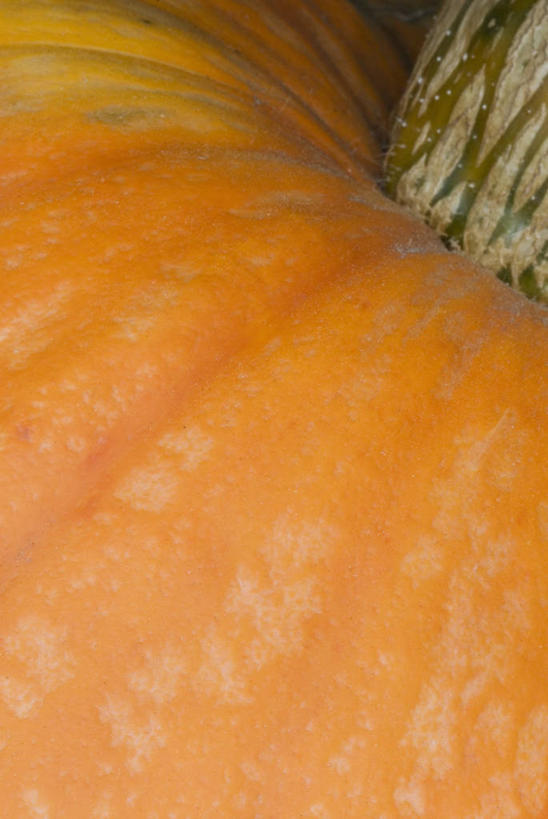 无人,竖图,室外,特写,白天,留白,微距,摔跤,美景,植物,南瓜,蔬菜,静物,景观,生食,食品,果皮,饮品,饮食,食物,饮料,一个,自然,橙色,景色,摄影,生长,单个,部分,环境,明亮,可口,清新,自然风光,相扑,适口,设计,秋天,彩图,全画面,全框架,全帧,全画幅