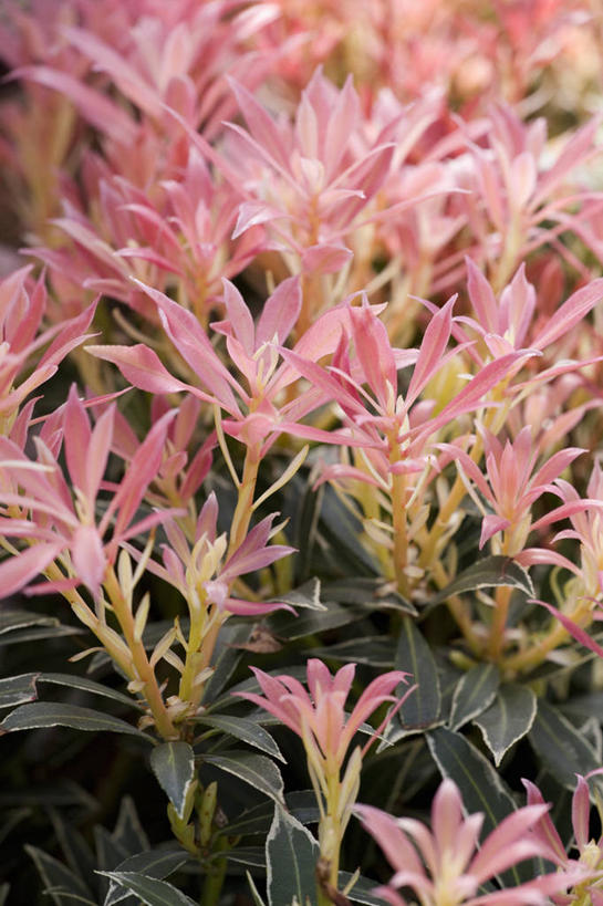 无人,竖图,室外,特写,白天,美景,植物,叶子,景观,粉色,自然,春天,树苗,景色,摄影,生长,灌木,环境,清新,自然风光,常绿树,白蝴蝶,彩图,全画面,全框架,全帧,全画幅