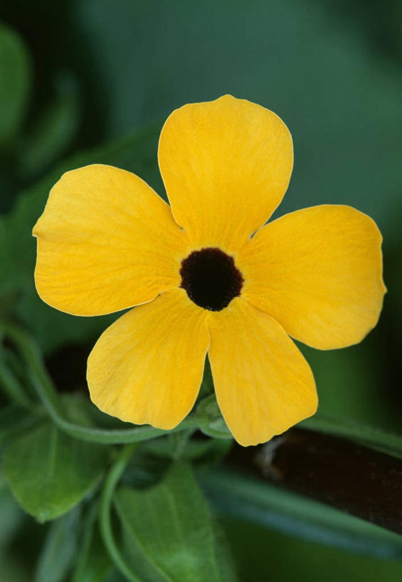 无人,攀登,竖图,彩色,室外,特写,白天,留白,美景,植物,盛开,景观,草药,药草,花蕾,中药,花,花瓣,花朵,鲜花,一朵,一个,黄色,自然,夏天,花苞,花蕊,景色,摄影,生长,单个,五颜六色,环境,色彩斑斓,清新,自然风光,药材,中草药,五彩缤纷,户外活动,中药材,本草,五彩斑斓,五光十色,爵床,彩图