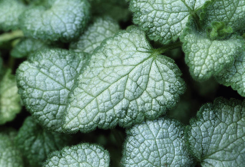 无人,横图,室外,特写,白天,美景,植物,叶子,景观,银色,灰色,自然,景色,摄影,生长,环境,草本,自然风光,柔焦,肌理,刺荨麻,叶脉,彩图,全画面,全框架,全帧,全画幅