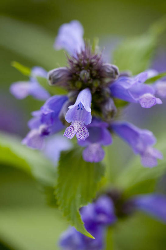 无人,竖图,室外,特写,白天,留白,美景,植物,景观,花,花瓣,蓝色,自然,夏天,景色,摄影,生长,环境,脆弱,草本,清新,自然风光,柔焦,苍白,樟脑草,彩图