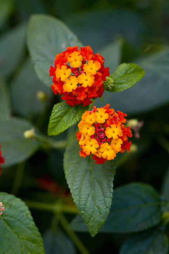 无人,竖图,彩色,室外,特写,白天,留白,美景,植物,盛开,景观,花蕾,花,花瓣,花朵,鲜花,黄色,自然,夏天,花苞,花蕊,橙色,景色,摄影,灌木,五颜六色,环境,色彩斑斓,气候,热带气候,清新,自然风光,柔焦,五彩缤纷,五彩斑斓,臭金凤,臭冷风,大红绣球,红花刺,昏花,马缨丹,毛神花,婆姐花,七变花,如意花,杀虫花,山大丹,珊瑚球,天兰草,五彩花,五雷箭,五色梅,野眼菜,逐蝇梅,五光十色,西班牙国旗,彩图