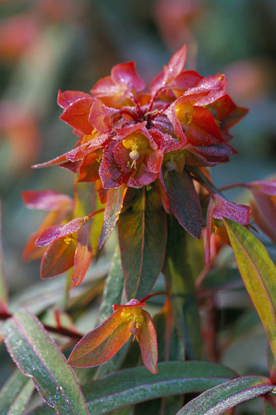 无人,竖图,彩色,室外,特写,白天,留白,美景,植物,景观,草药,药草,中药,花,花瓣,红色,自然,景色,摄影,五颜六色,环境,色彩斑斓,清新,自然风光,药材,中草药,五彩缤纷,中药材,本草,马利筋,五彩斑斓,五光十色,彩图