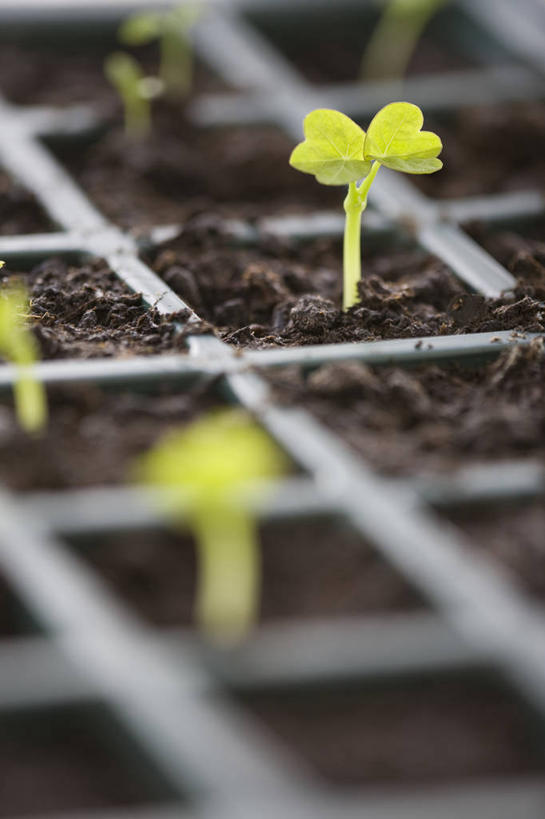 无人,竖图,彩色,室外,特写,白天,留白,农业,美景,植物,叶子,塑胶,景观,泥土,园艺,餐盘,设备,浇水,饮食,物品,自然,春天,景色,摄影,生长,五颜六色,环境,色彩斑斓,清新,显现,自然风光,柔焦,五彩缤纷,秧苗,旱金莲花,五彩斑斓,五光十色,开端,水芹,彩图