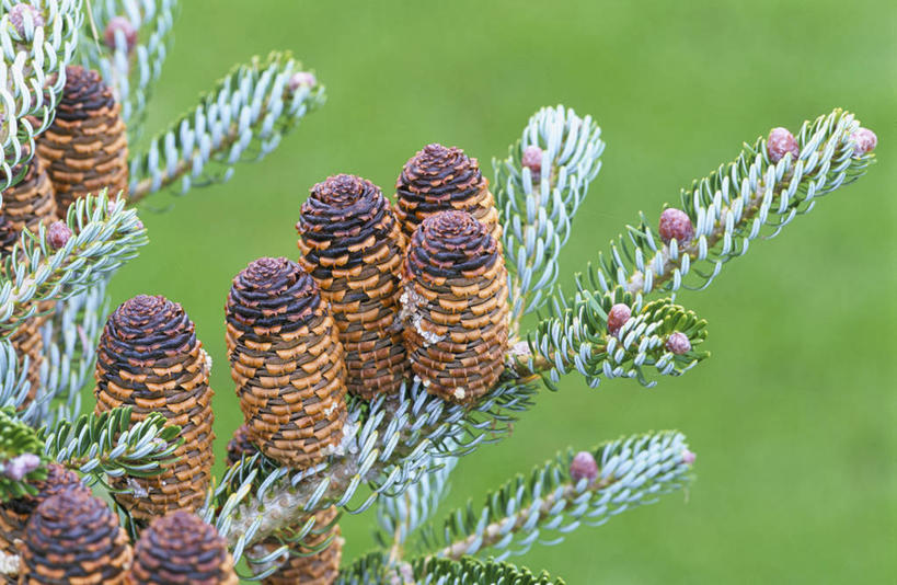 无人,横图,室外,特写,白天,留白,美景,植物,叶子,圣诞节,景观,冬天,褐色,圣诞树,松果,种子,枝,树,蓝色,自然,景色,摄影,生长,环境,注射器,清新,自然风光,杉树,肌理,常绿树,针叶树,彩图,针叶,法定假日,朝鲜冷杉