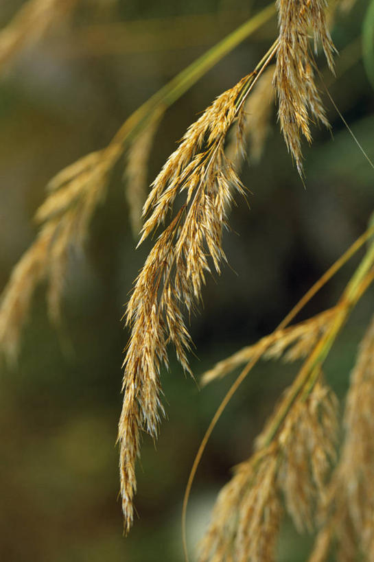 无人,竖图,室外,特写,白天,留白,美景,植物,羽毛,景观,褐色,草,花,花瓣,自然,夏天,景色,摄影,环境,清新,自然风光,柔焦,肌理,针茅,彩图,全画面,全框架,全帧,全画幅