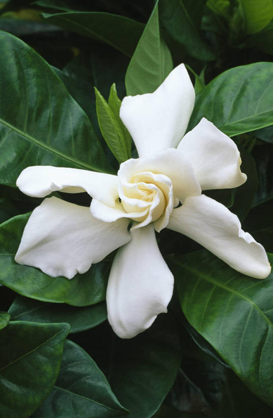 无人,竖图,室外,特写,白天,留白,美景,植物,景观,花,花瓣,一个,白色,自然,夏天,景色,摄影,生长,单个,灌木,环境,栀子,脆弱,清新,自然风光,彩图